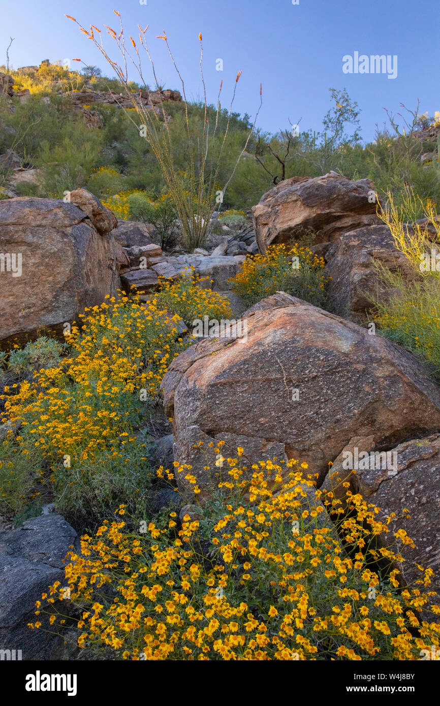 Marana, près de Tucson, en Arizona. Banque D'Images