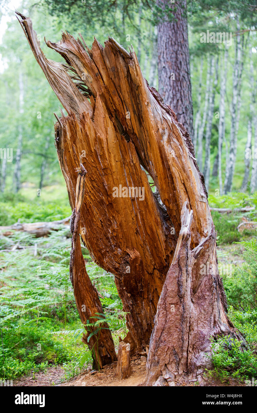 Ancien Pin sylvestre (Pinus sylvestris) en forêt Rothiemurchus, Cairngorm, Écosse, Royaume-Uni. Banque D'Images