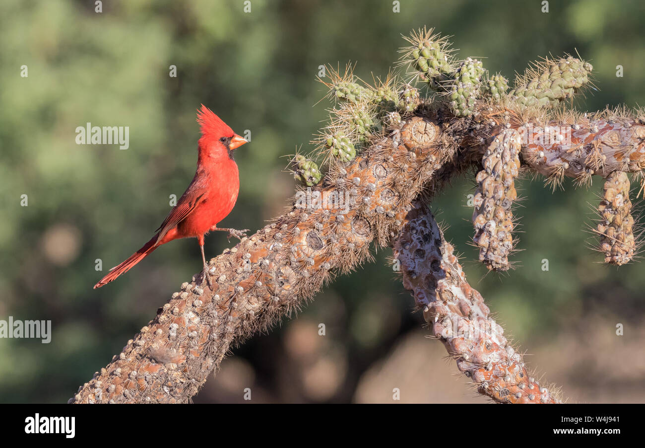 Cardinal du Nord masculin en Arizona Banque D'Images