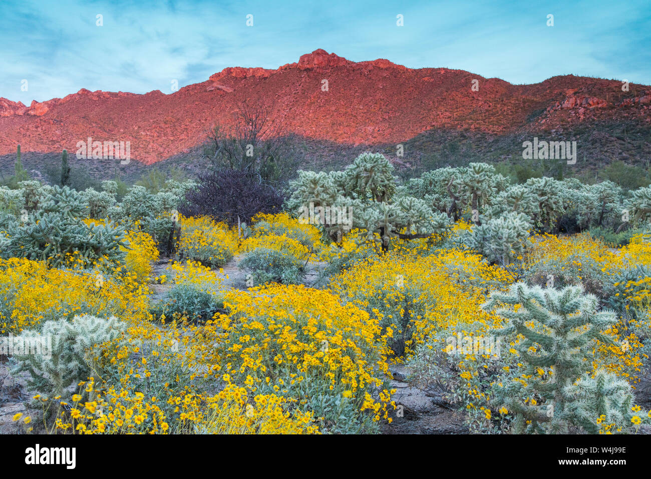 Cholla cactus avec brittlebush. De l'Arizona. Banque D'Images