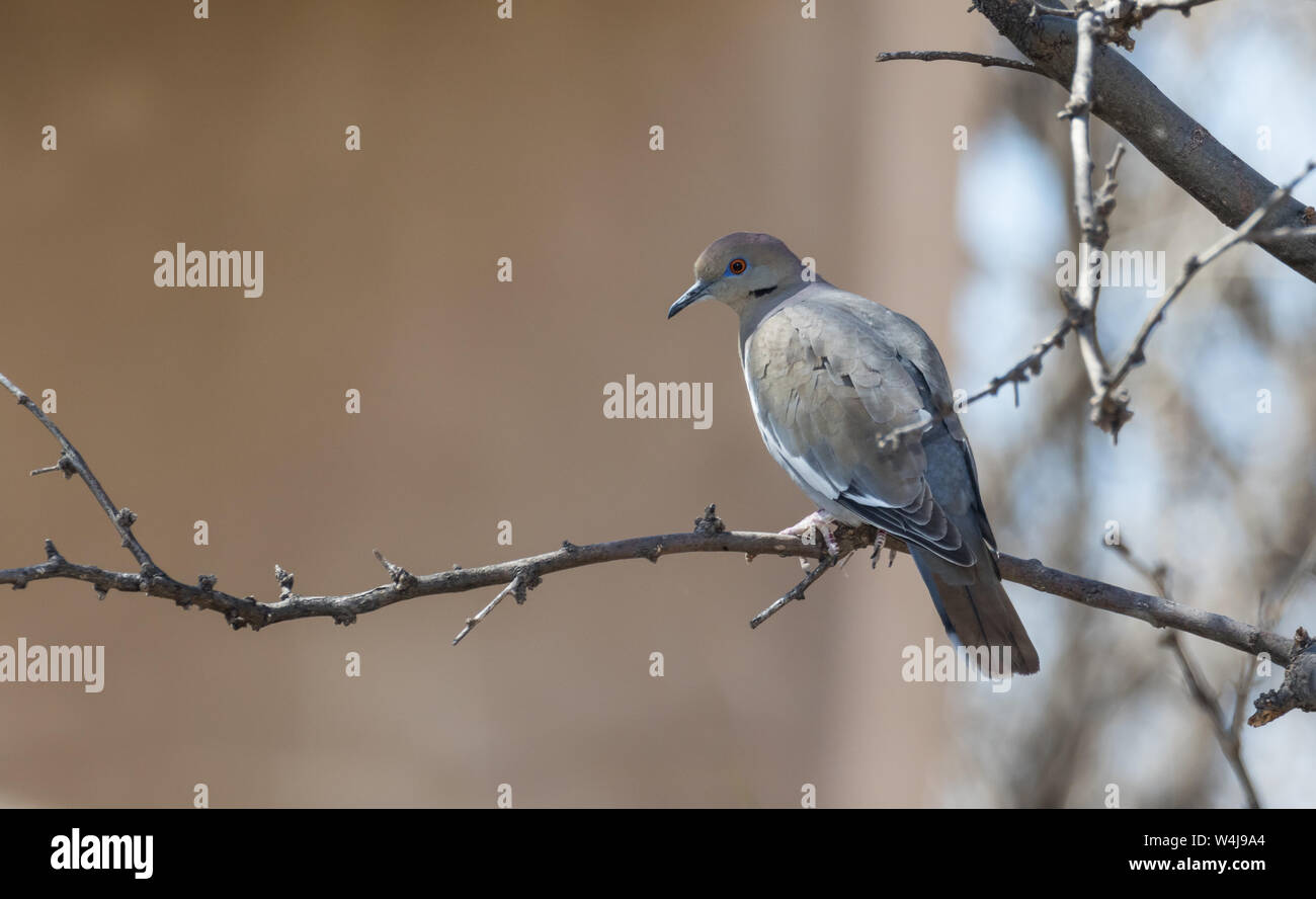 Une colombe blanche en Arizona Banque D'Images