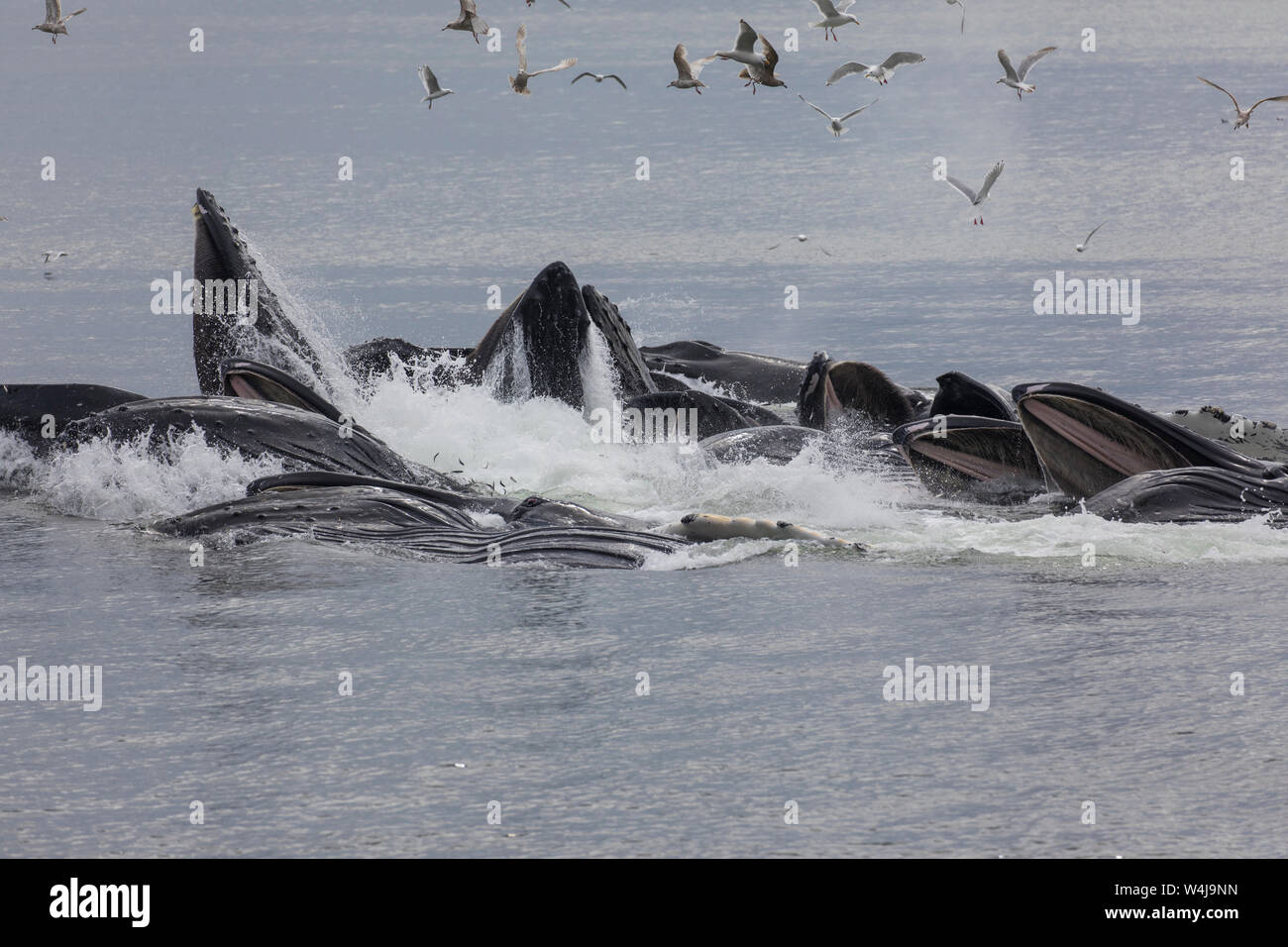 Les baleines à bosse, l'alimentation de la bulle, du sud-est de l'Alaska. Banque D'Images