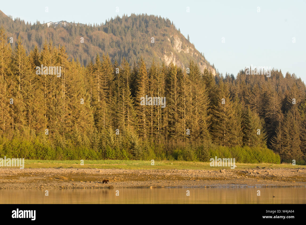 Grizzly Bear, marche le rivage dans le Parc National de Glacier Bay, Alaska. Banque D'Images