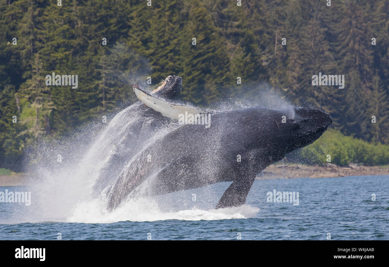 Les baleines à bosse violer, au sud-est, à l'Alaska. Banque D'Images