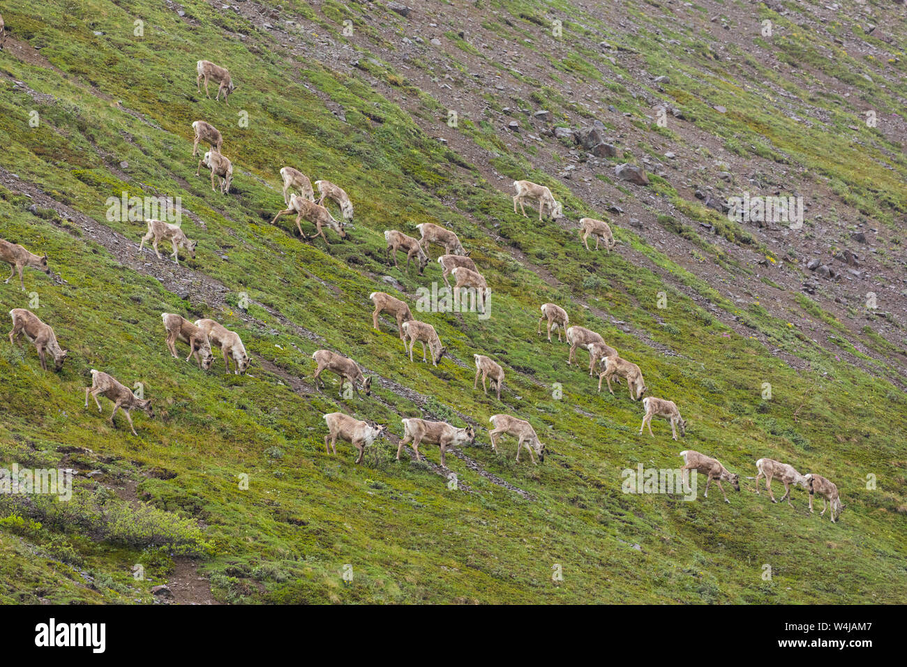 Troupeau de caribous, le parc national Denali, en Alaska. Banque D'Images