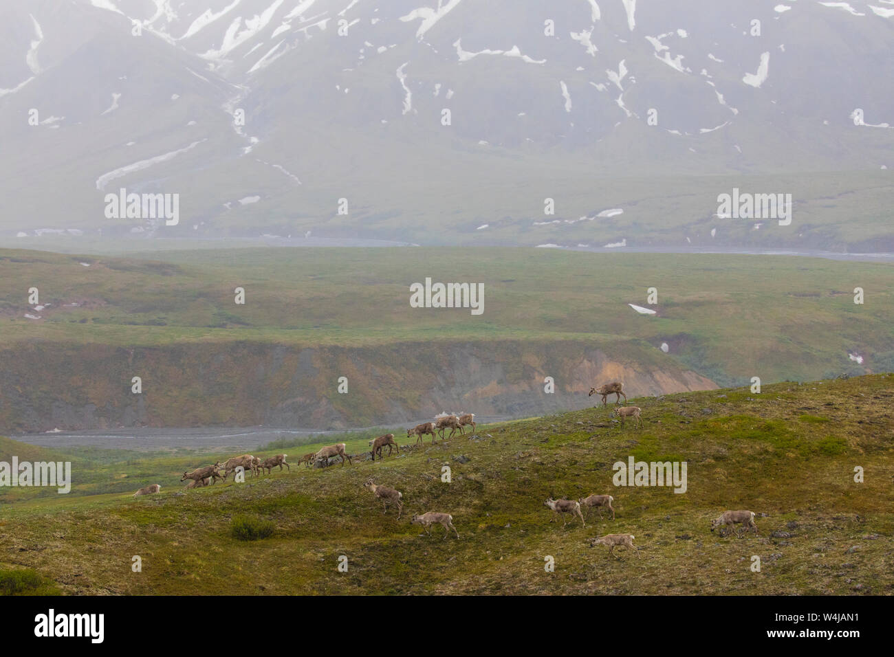 Troupeau de caribous, le parc national Denali, en Alaska. Banque D'Images