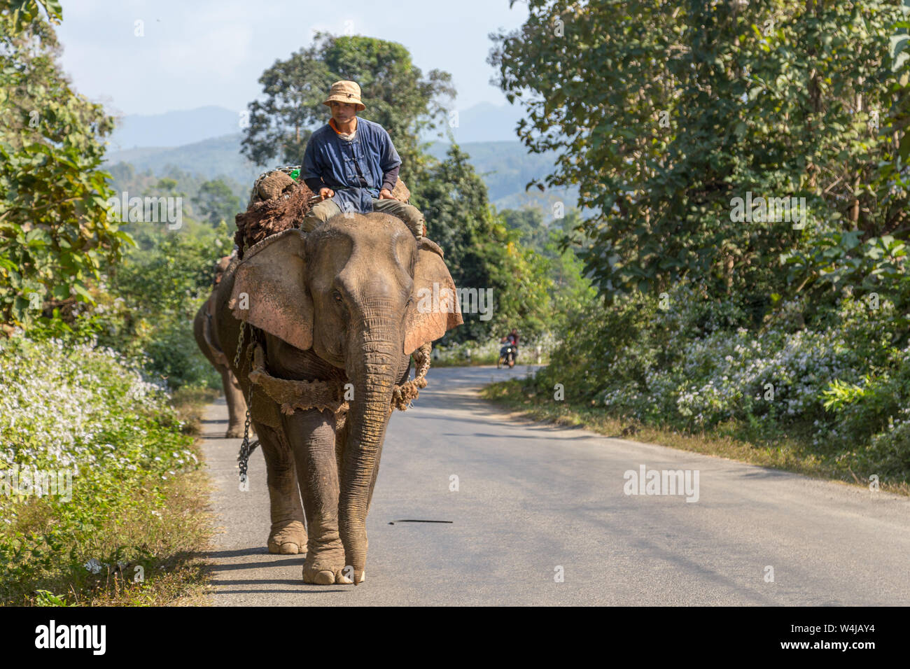 Luang Prabang, Laos - 21 décembre 2013 : un homme monté sur un elephanto de faire du vrai travail de transport sur une route au Laos, sans touristes autour de Banque D'Images