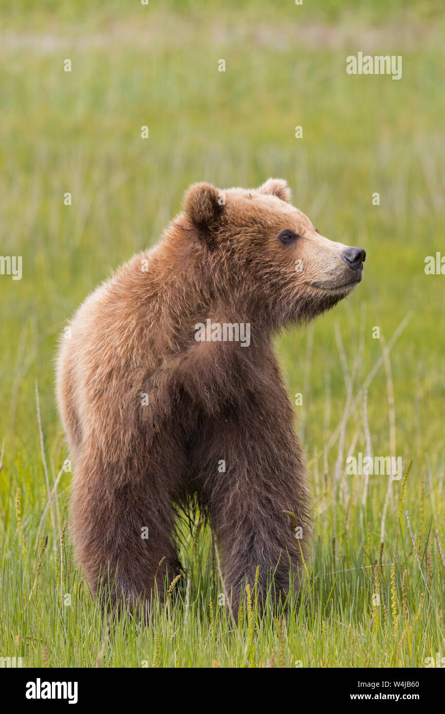 Brown Bear Cub, Lake Clark National Park, Alaska Banque D'Images