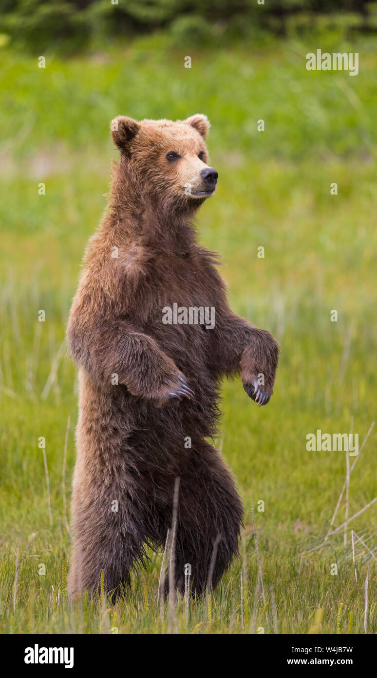 Brown Bear Cub, Lake Clark National Park, Alaska Banque D'Images