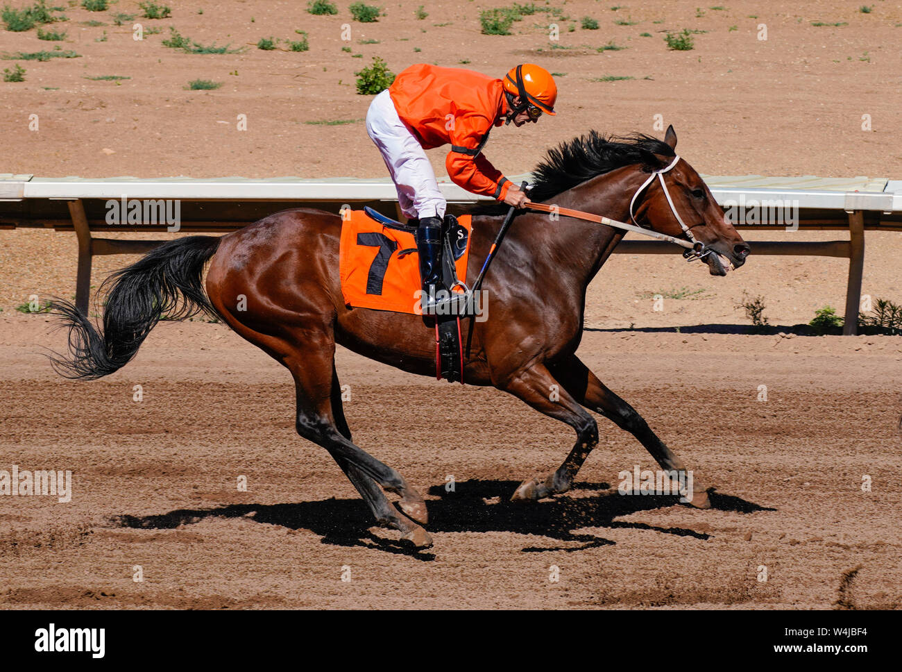 Un jockey ralentit un cheval de course après avoir terminé la course. Banque D'Images
