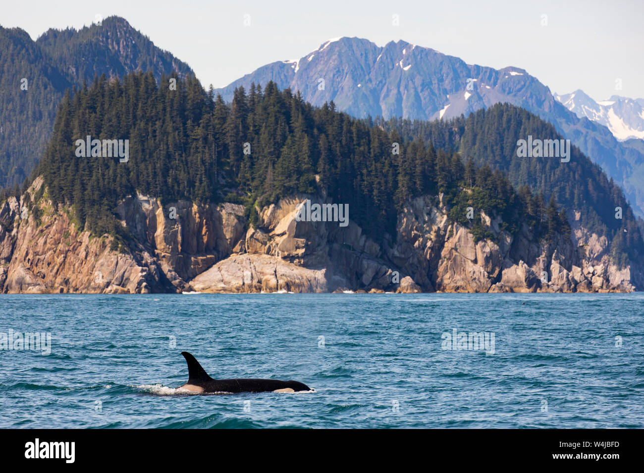 Orcas, Kenai Fjords National Park, près de Seward, en Alaska. Banque D'Images