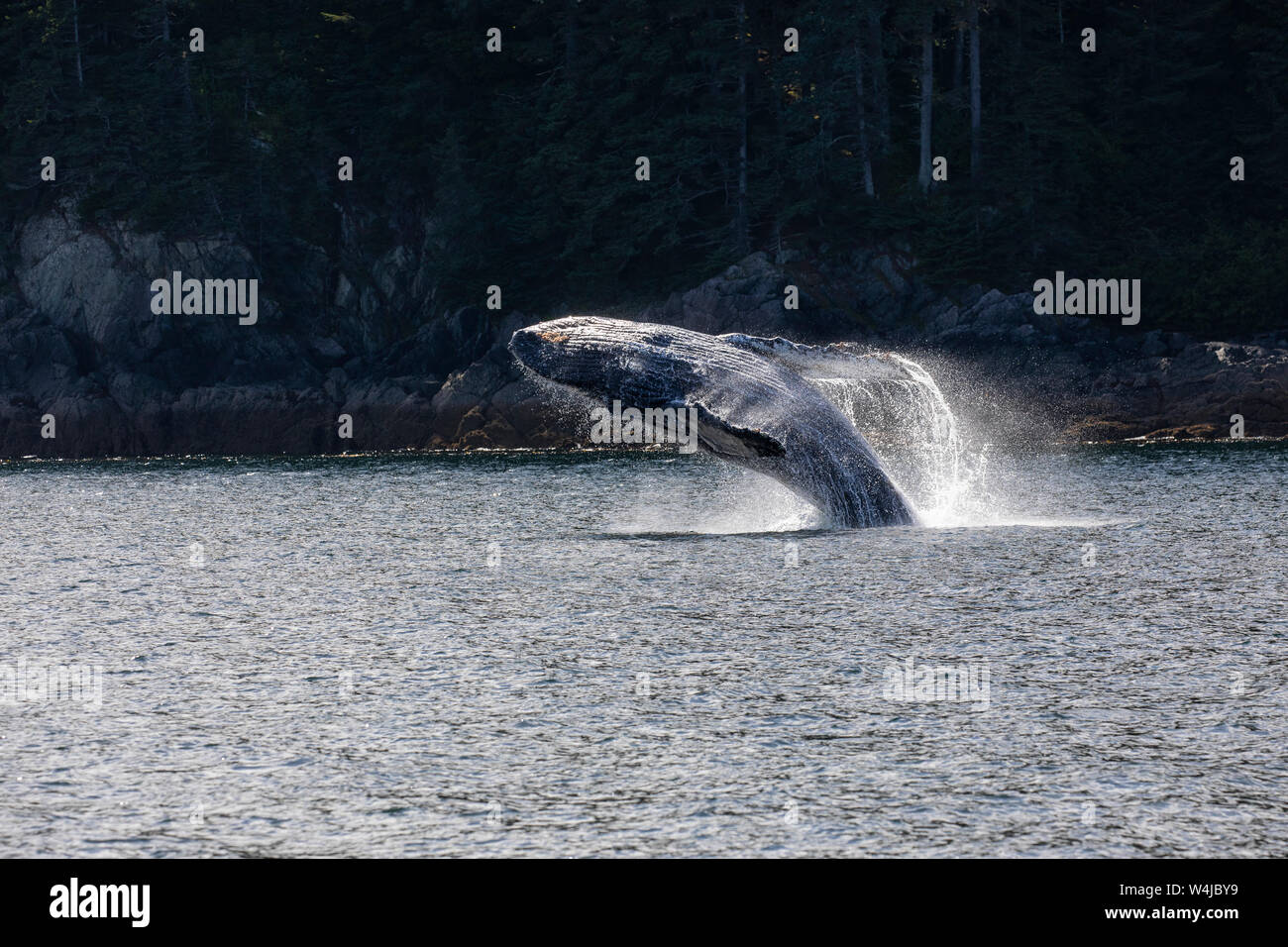 Violer, baleine à bosse, la Forêt Nationale Tongass en Alaska. Banque D'Images