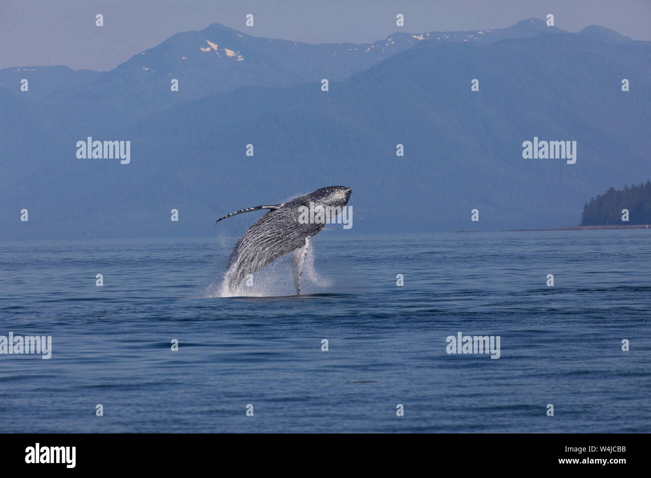 Violer, baleine à bosse, la Forêt Nationale Tongass en Alaska. Banque D'Images