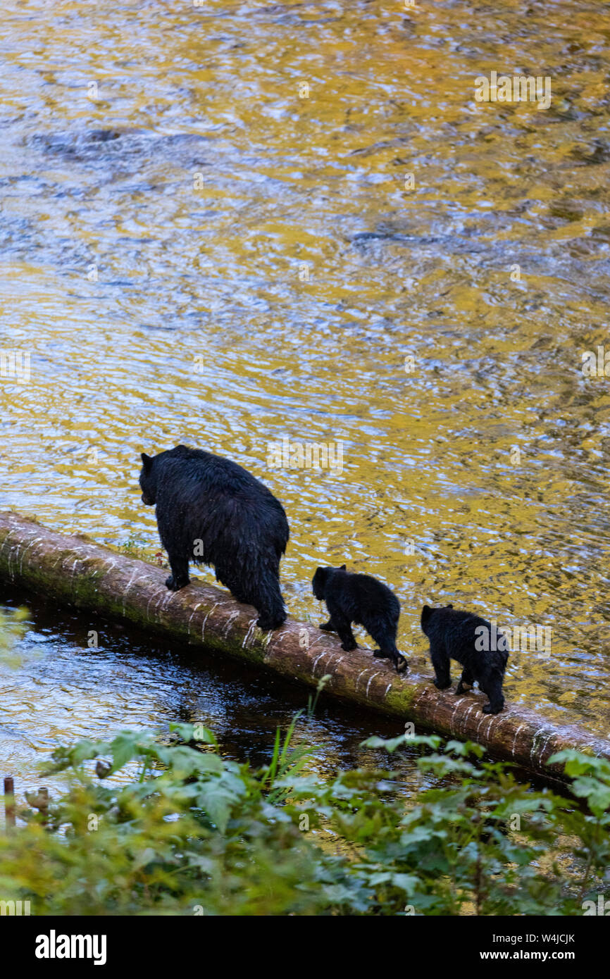 L'ours noir de l'énoncé des travaux et d'oursons, Anan Creek site d'observation de la faune, la Forêt Nationale Tongass en Alaska. Banque D'Images