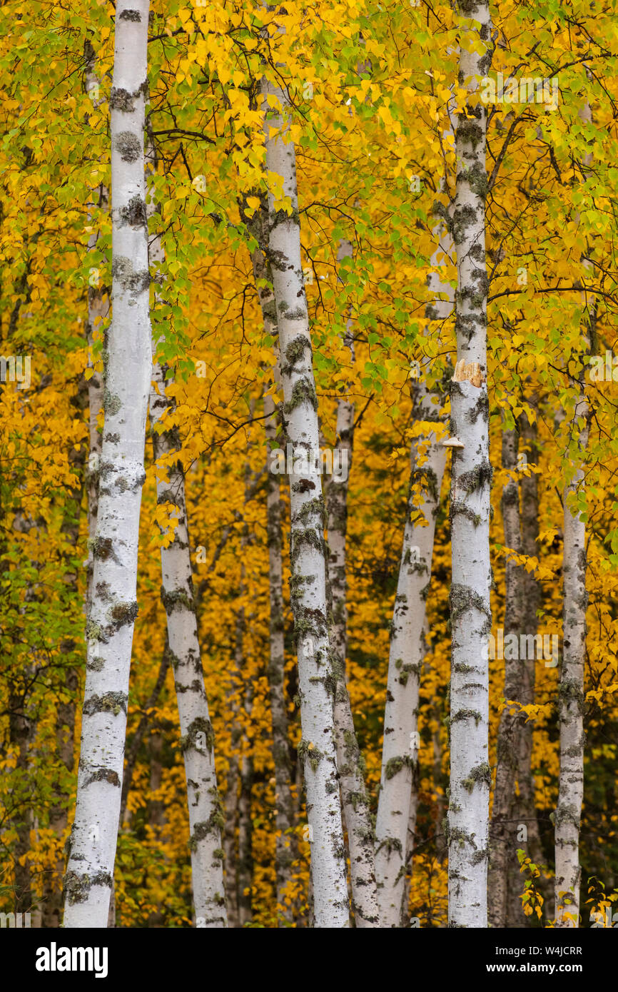 Collection automne en Alaska près de Fairbanks, en Alaska.. Banque D'Images