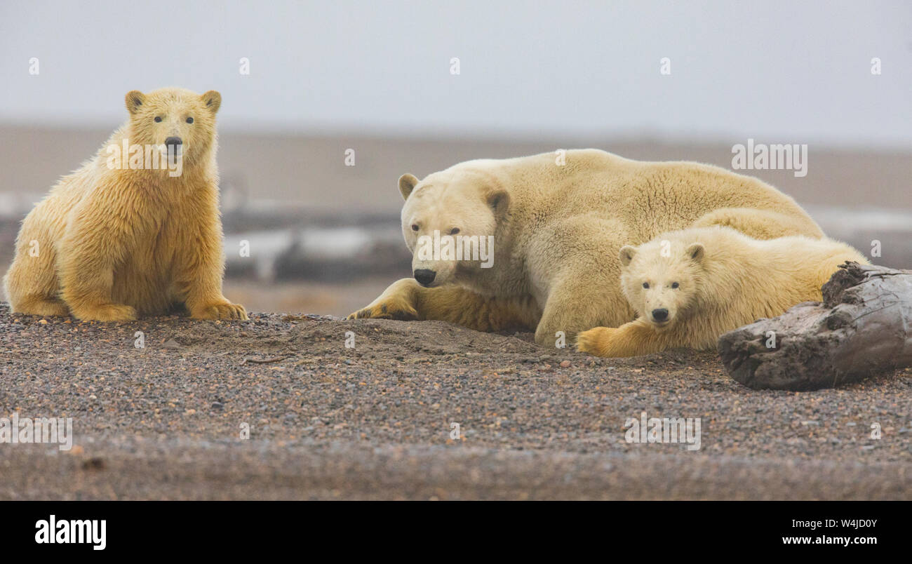 La famille de l'ours polaire au repos. Kaktovik, en Alaska. Banque D'Images