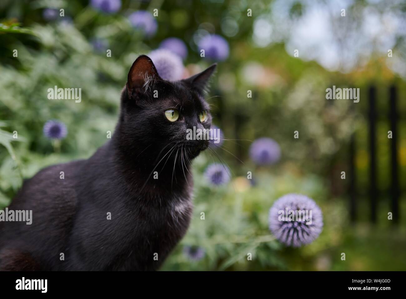 Black Cat (Felis silvestris catus), chardon pourpre avec des fleurs dans le jardin, animal portrait, Autriche Banque D'Images
