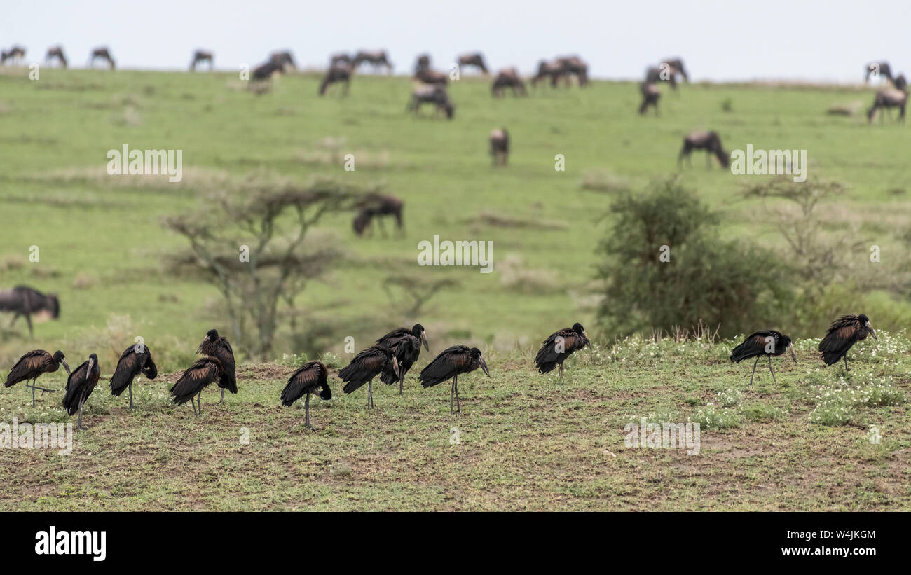 Asian openbill Anastomus lamelligerus (cigognes) avec les gnous, lac Ndutu Serengeti, Tanzanie, Banque D'Images