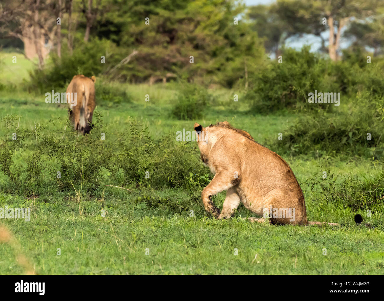 Young male lion presque trop plein pour déplacer, Grumeti Game Reserve, Serengeti, Tanzanie. Banque D'Images