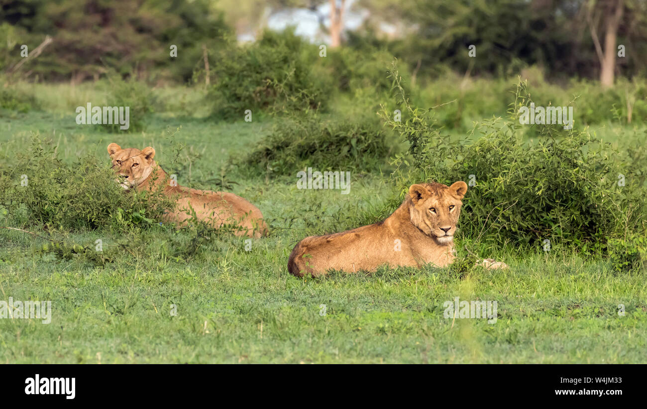 Paire de lions en regardant attentivement que nous essayons de sortir du véhicule de safari de la boue, Grumeti Game Reserve, Serengeti Banque D'Images