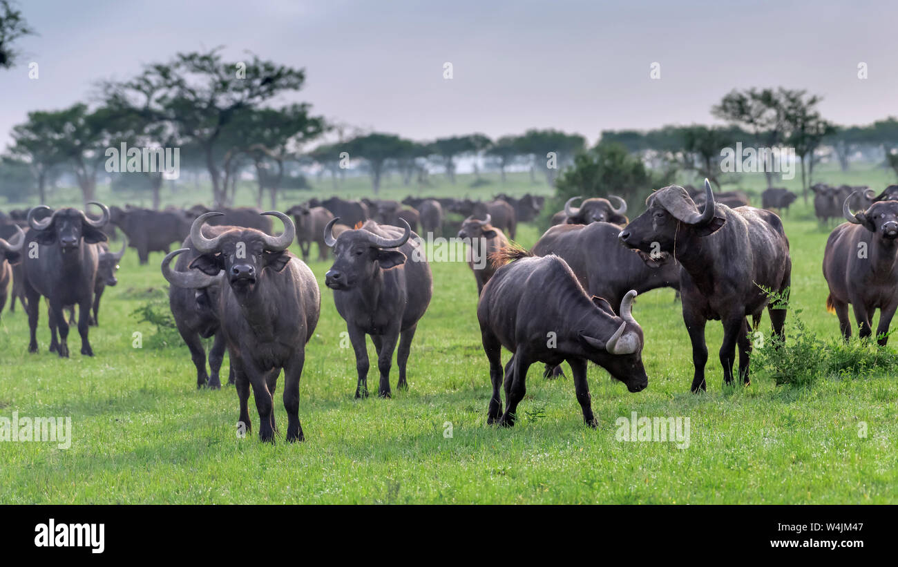 Grand troupeau de buffle dans l'herbe fraîche, Grumeti Game Reserve, Serengeti, Tanzanie Banque D'Images