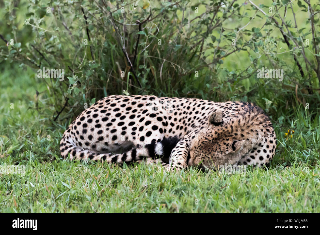 Le guépard, le sommeil mais toujours alerte, Grumeti Game Reserve, Serengeti, Tanzanie Banque D'Images