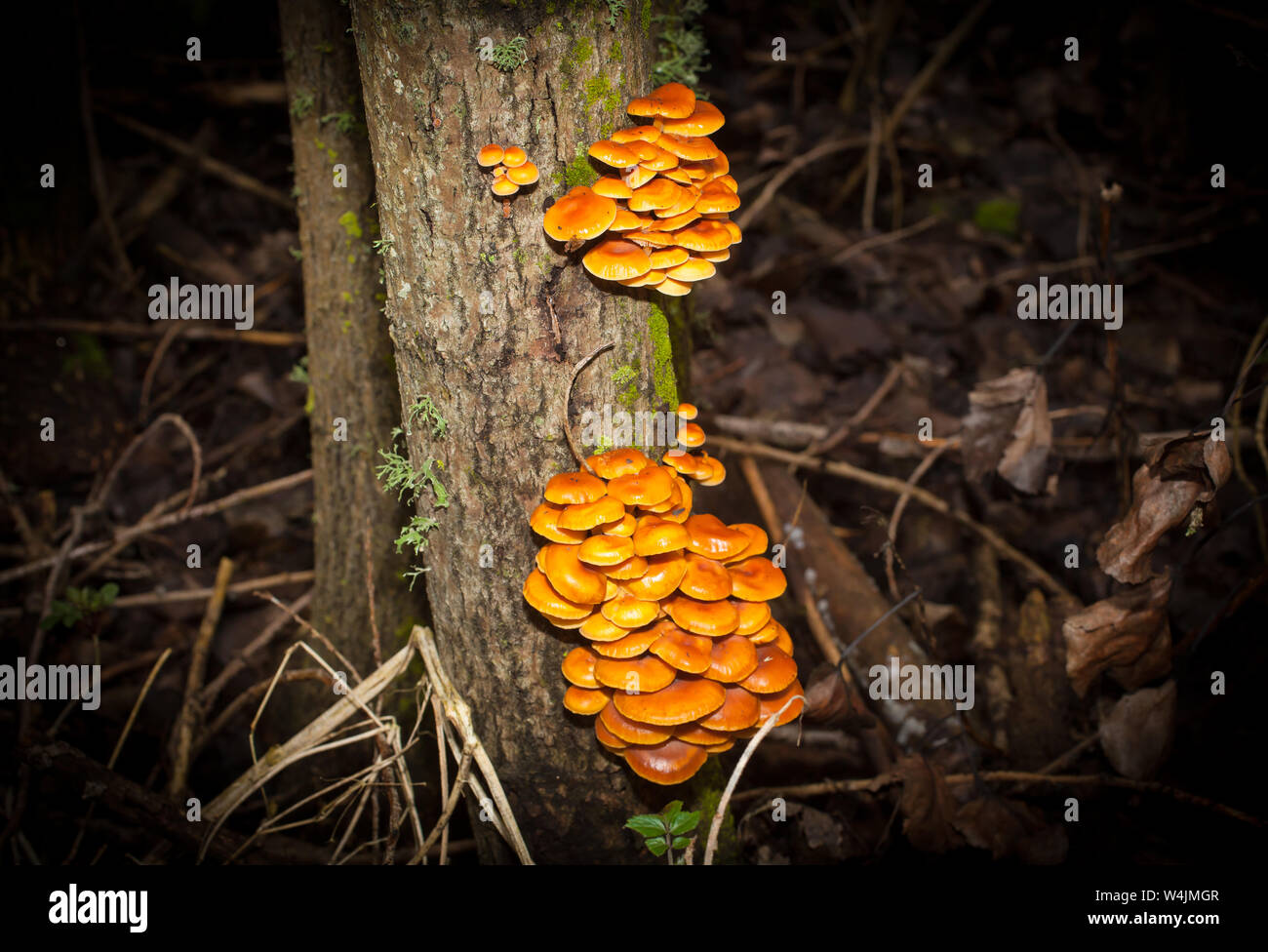 La queue de velours des champignons comestibles (Colybie a), un champignon. Banque D'Images
