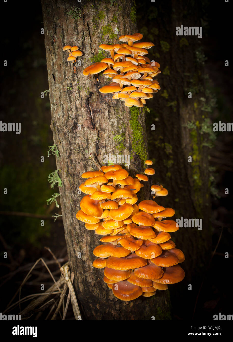 La queue de velours des champignons comestibles (Colybie a), un champignon. Banque D'Images