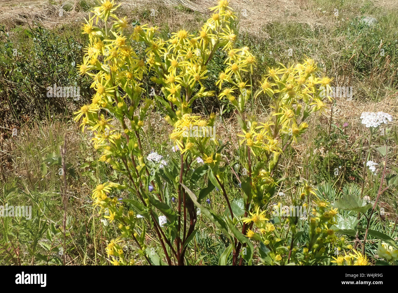 Fleur sauvage jaune (Solidago virgaurea) Finlande Banque D'Images