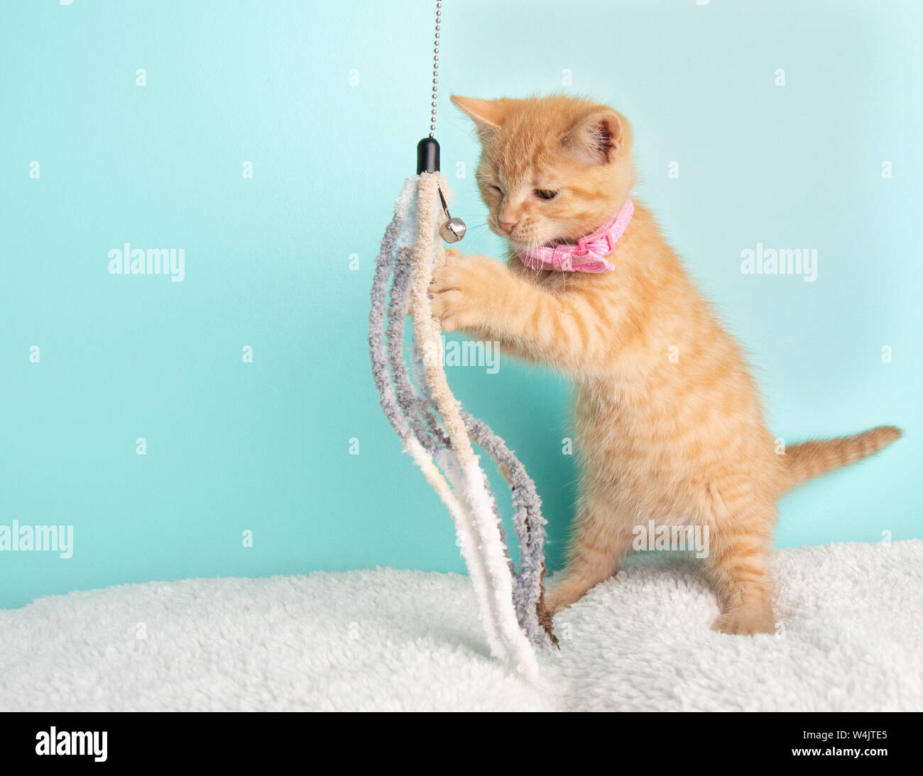 Jeune Chat Tigre Orange Chaton Rose Porter Secours Debout Sur Les Pattes De Derriere En Train De Jouer Avec Un Jouet De Chaine Avec Une Cloche Sur Fond Bleu Photo Stock