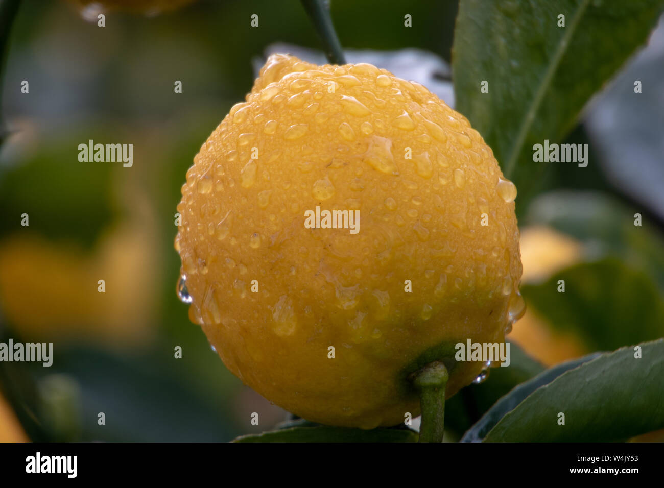 Sur un arbre de citron frais Banque D'Images