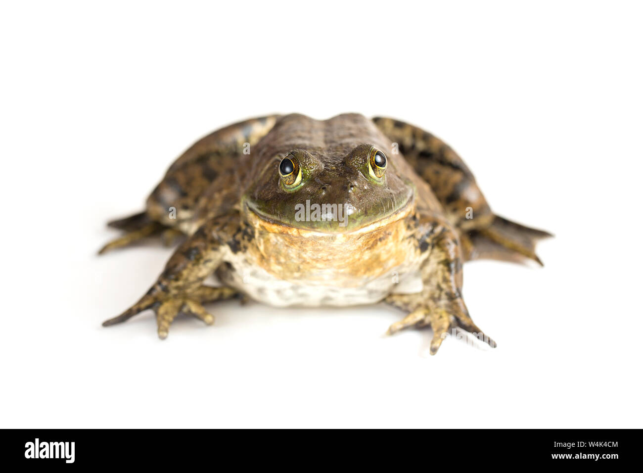 American Bullfrog sur fond blanc Banque D'Images