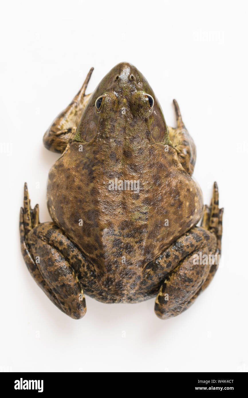 American Bullfrog sur fond blanc Banque D'Images