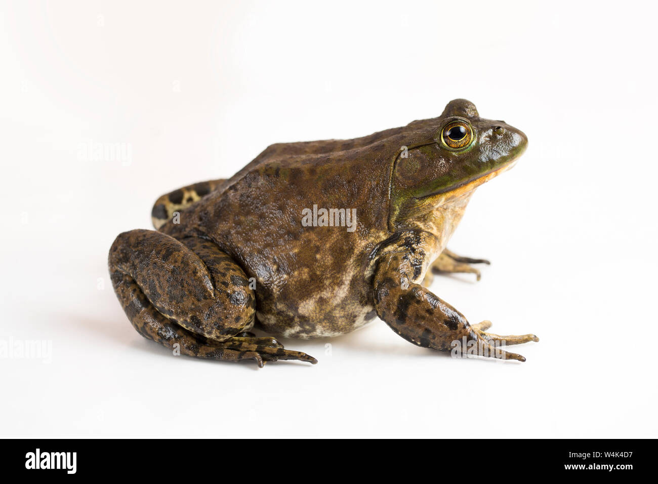 American Bullfrog sur fond blanc Banque D'Images