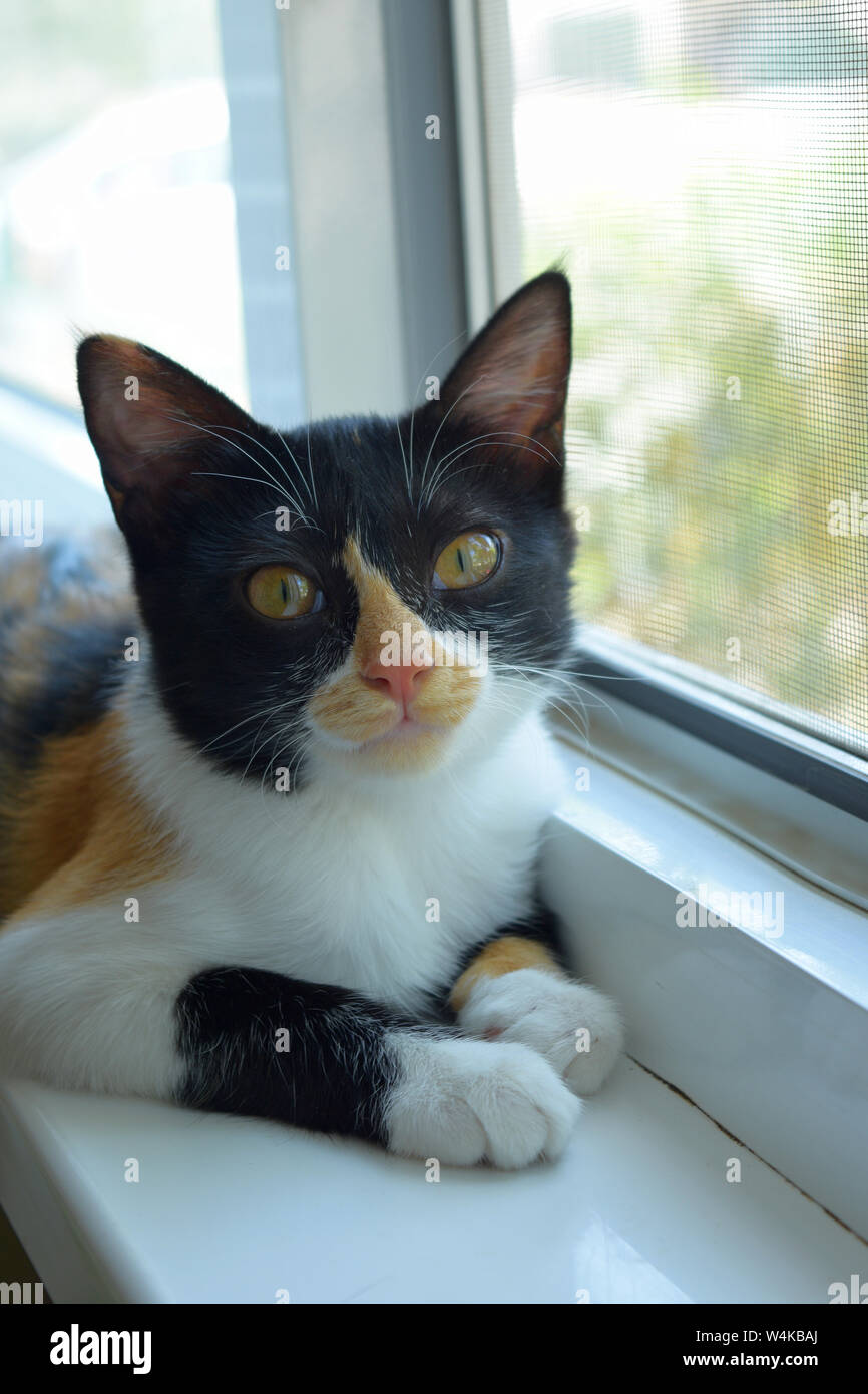 Noir-blanc-rouge la chatte sur un rebord blanc en regardant par la fenêtre Banque D'Images