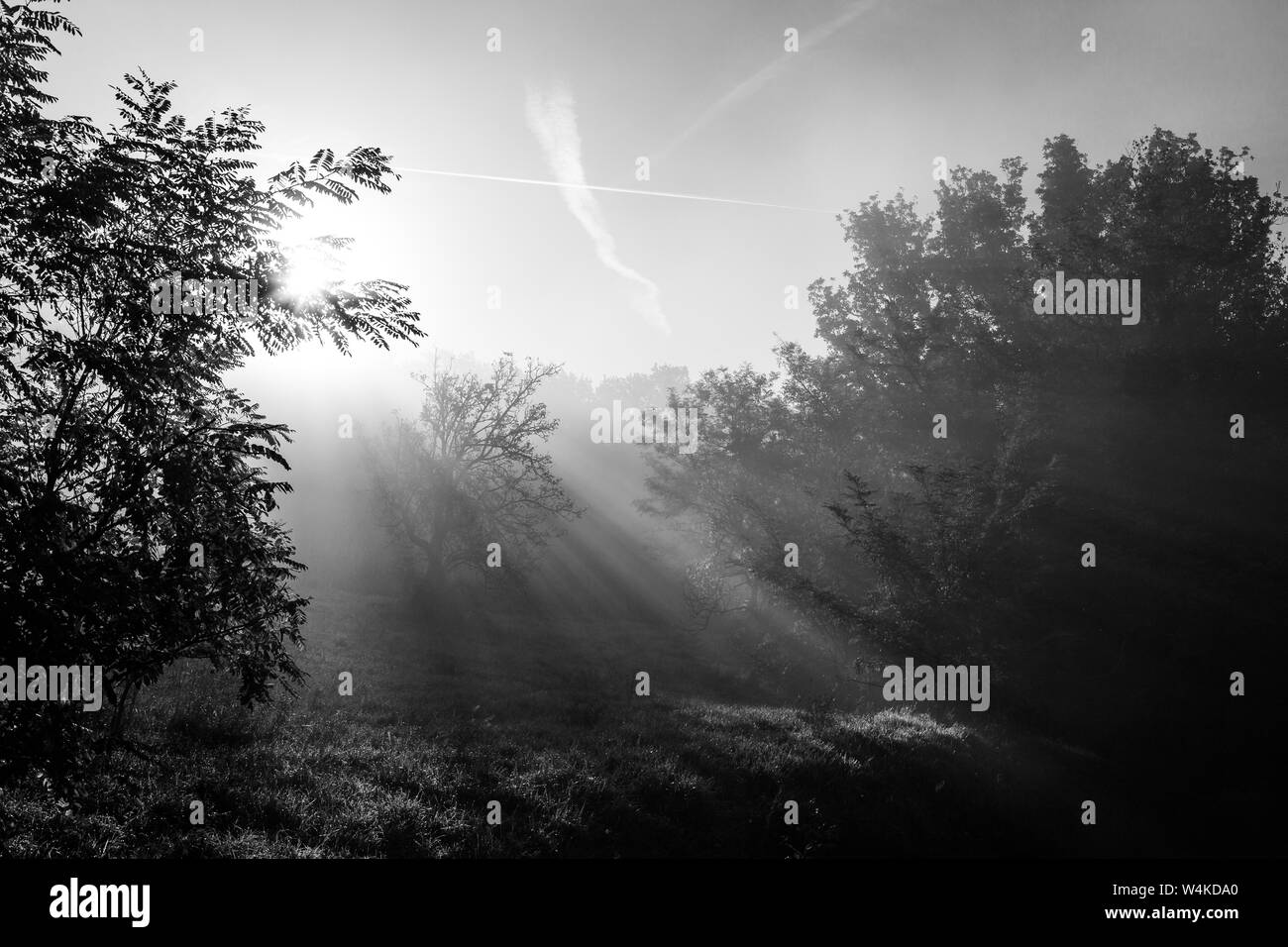 Vue sur la forêt en coupe du soleil à travers le brouillard et les arbres Banque D'Images