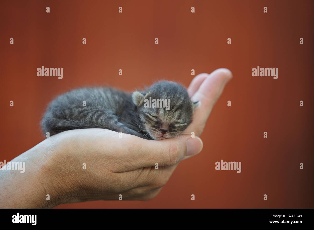 Chaton Nouveau Ne Dort Dans La Main De L Homme Photo Stock Alamy