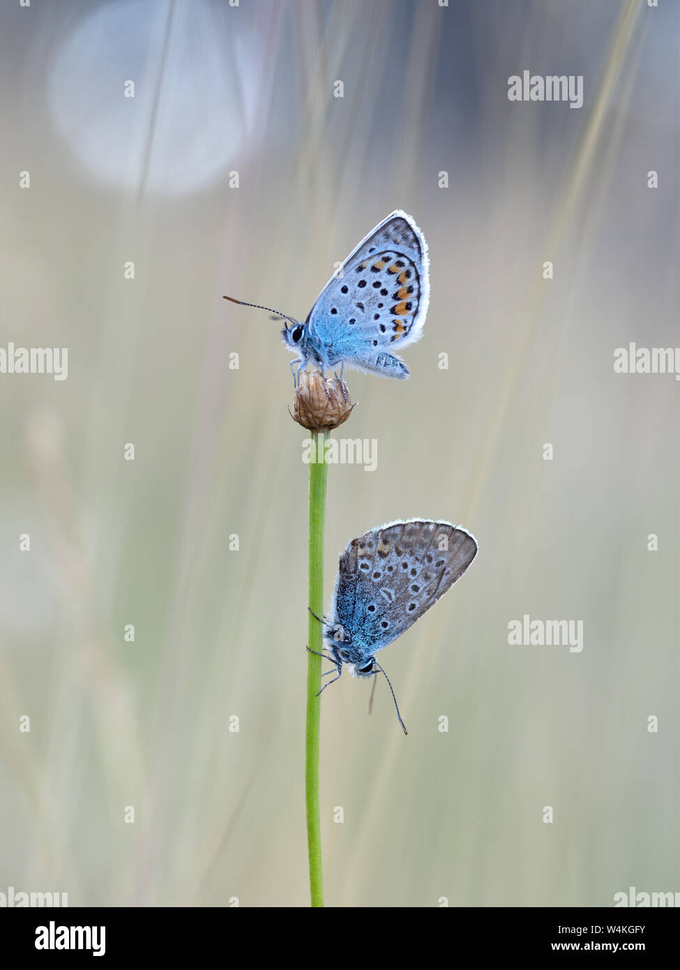 Silver cloutés papillons bleus Plebejus argus -, au crépuscule. Banque D'Images