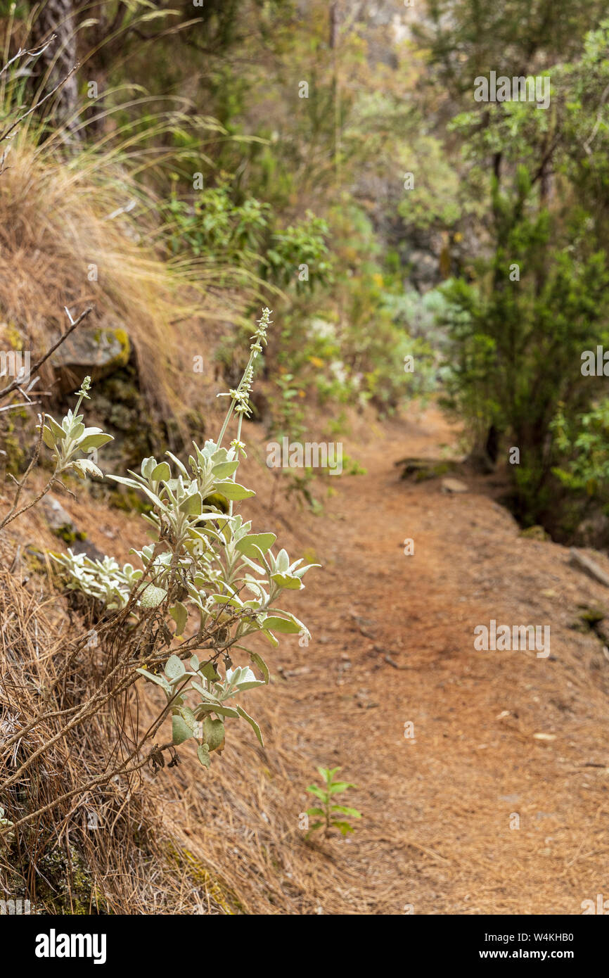 Sauge Blanche canarien, Sideritis oroteneriffae, sur un jour brumeux dans la région de Los Organos de La Orotava, Tenerife, Canaries, Espagne Banque D'Images