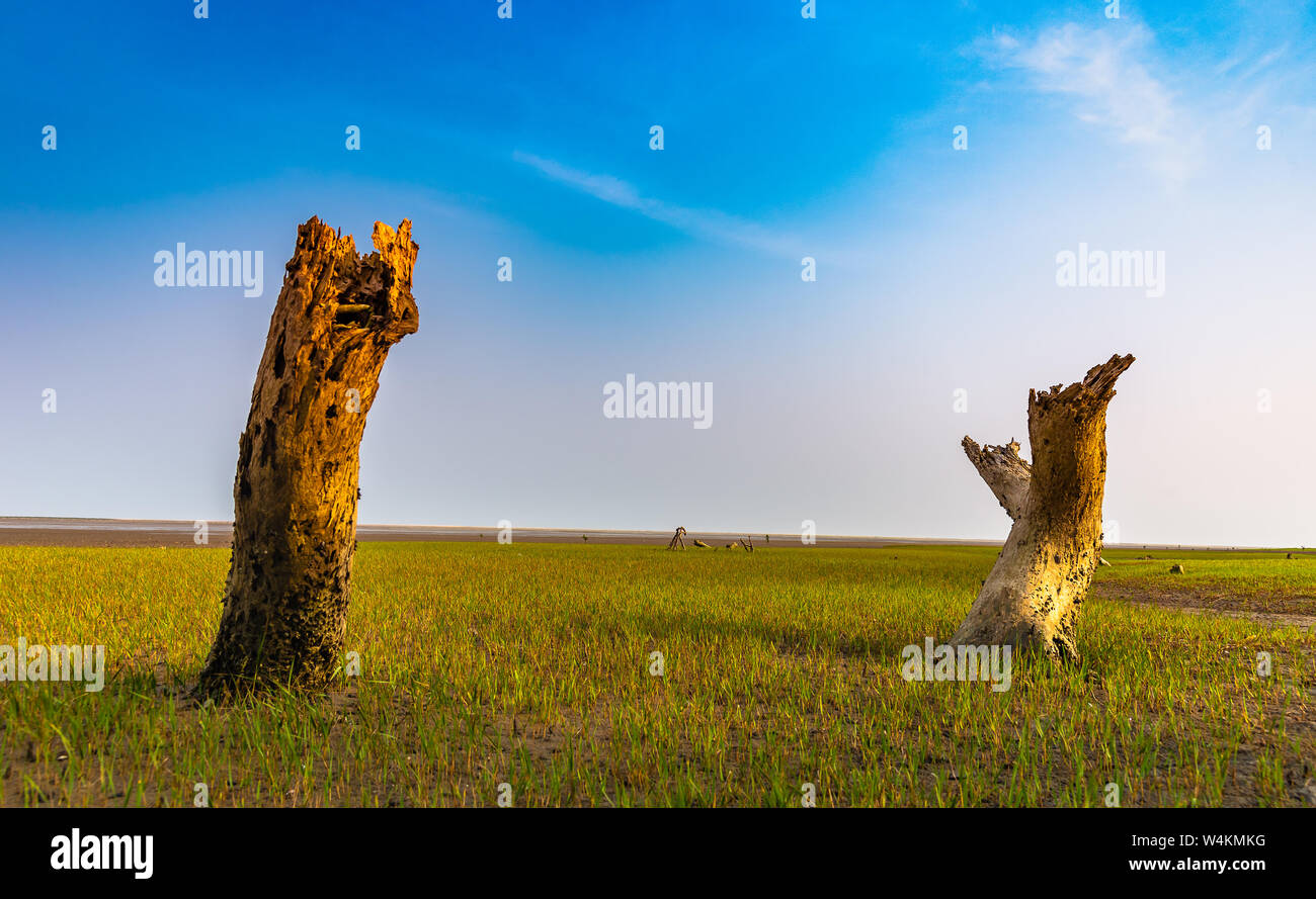 Dead Tree Trunk/ Les souches d'arbres à Bichitrapur sea beach. Banque D'Images