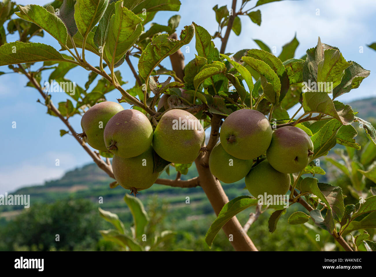 Les jeunes plantations de pommiers Banque D'Images