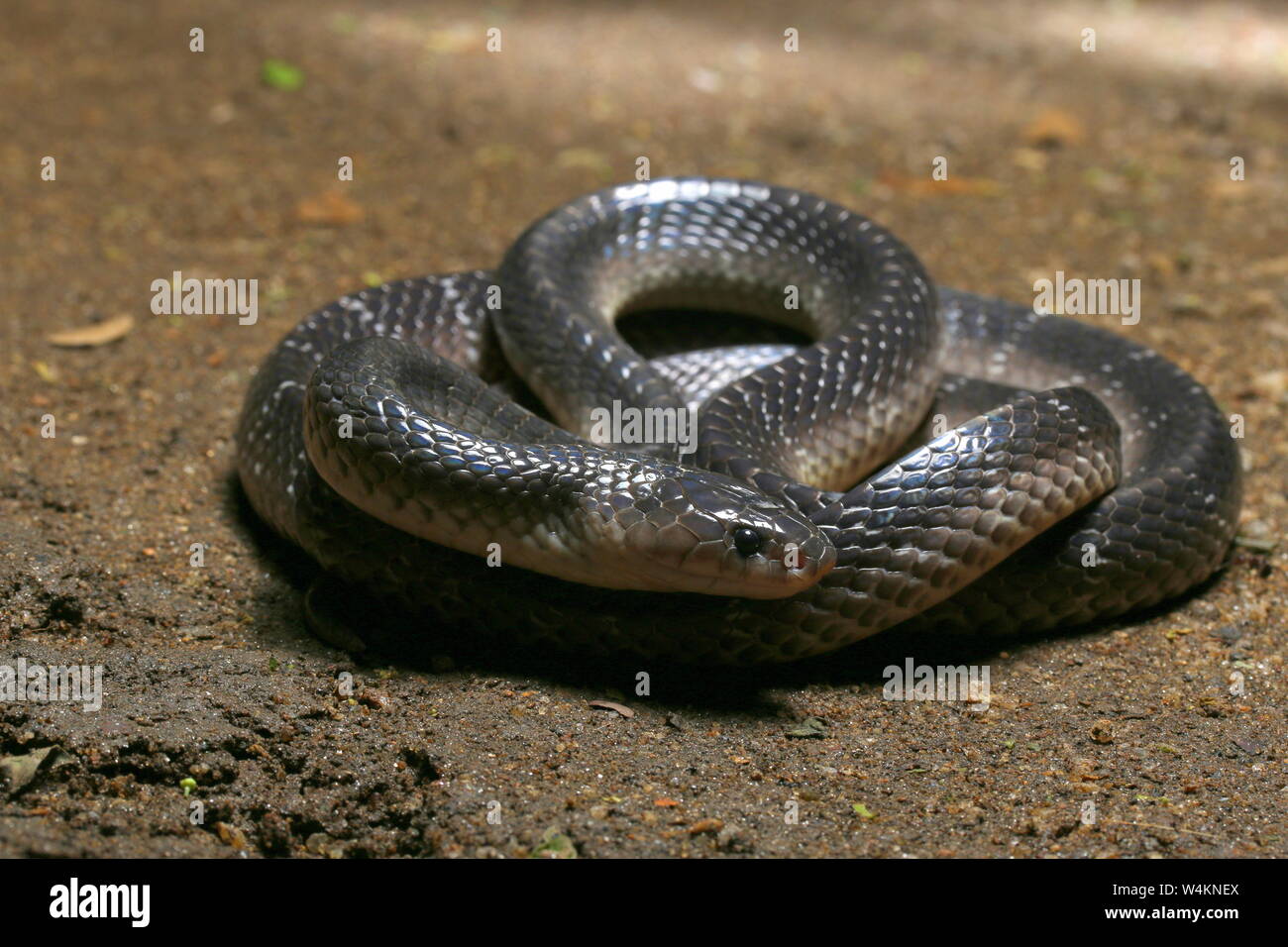 Krait commun du Sri Lanka , Krait Krait, noir,Bungarus ceylonicus, Banque D'Images