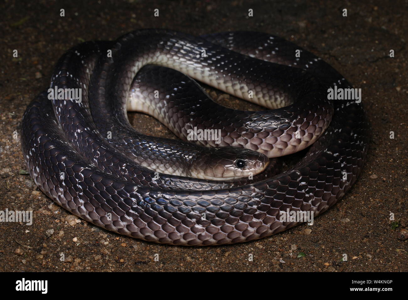 Krait commun du Sri Lanka , Krait Krait, noir,Bungarus ceylonicus, Banque D'Images