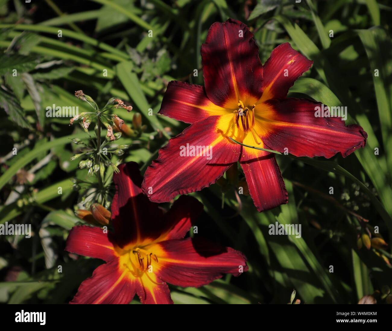 Lis dans un magnifique jardin Shropshire - Juillet 2019 Date de prise de vue Banque D'Images
