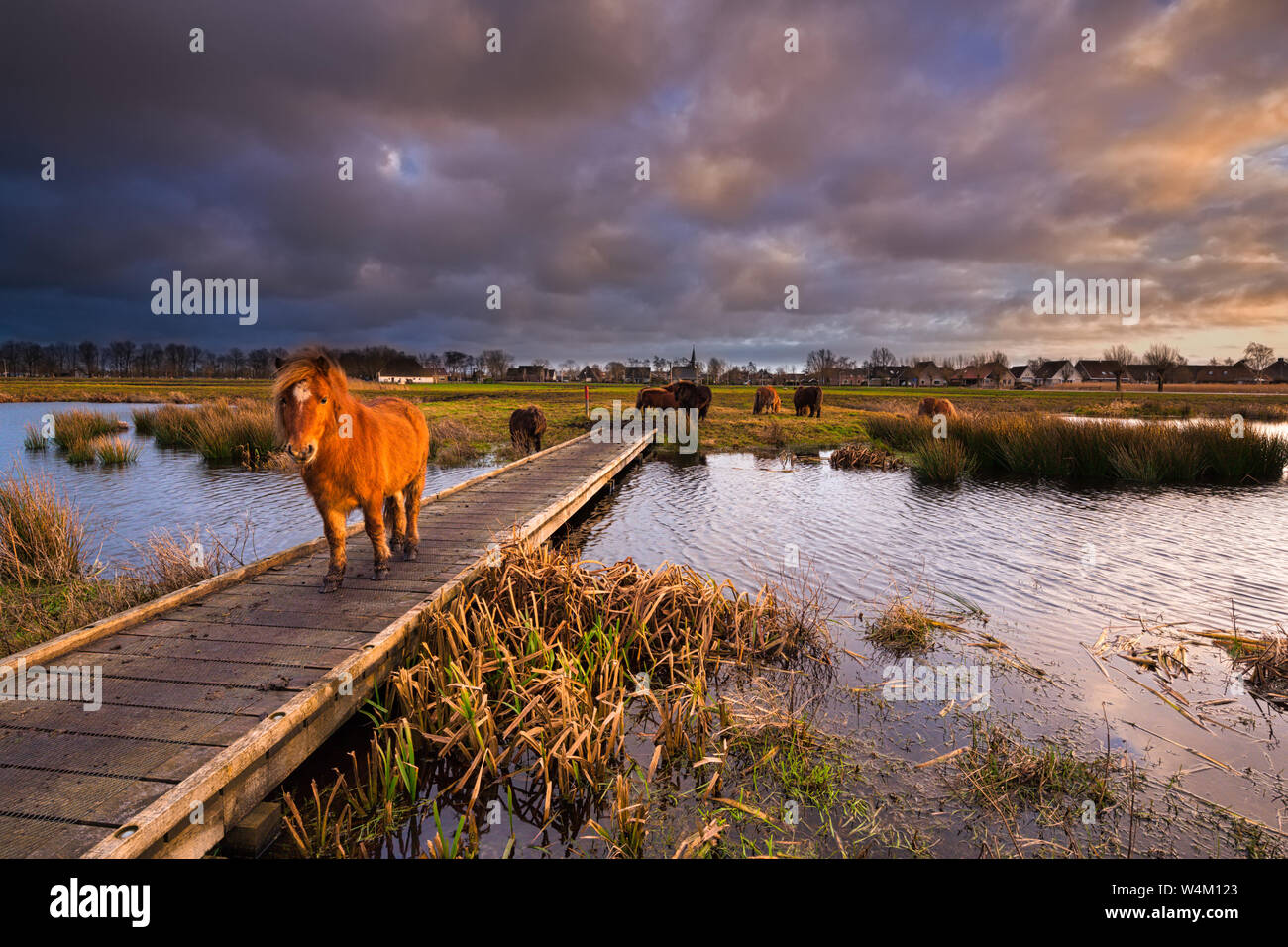 Un poney shetland marche sur une jetée sur une rivière dans un paysage naturel magnifique au coucher du soleil avec des couleurs vibrantes - Frise, Pays-Bas Banque D'Images