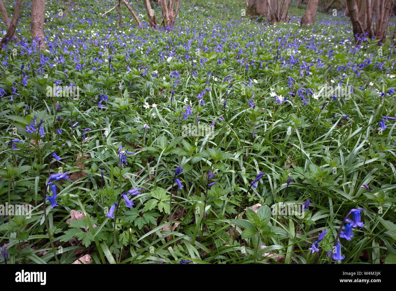 Bluebell Flowers, Hyacinthoides non-scripta, Riz Woods, Faversham, Kent UK Banque D'Images