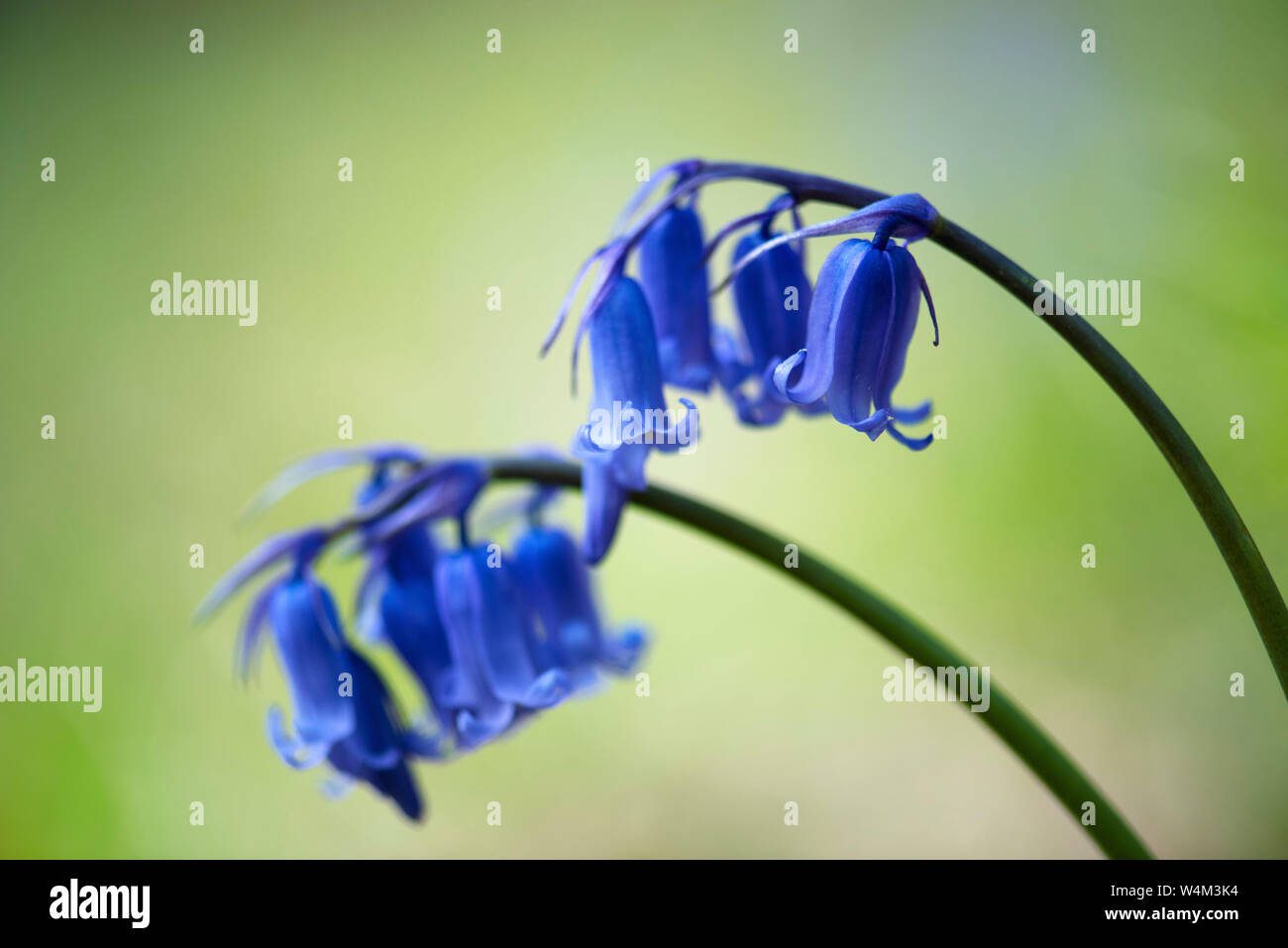 Bluebell Flowers, Hyacinthoides non-scripta, Denge Woods, Kent UK, Close up of flowers Banque D'Images