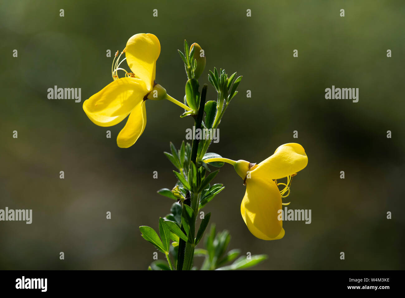 Cytisus scoparius genêt commun en fleur, Denge Woods, Kent UK Banque D'Images