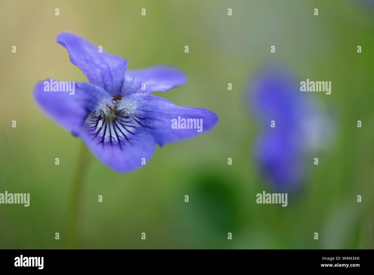 Chien commun Violette, Viola riviniana, Denge Woods, Kent UK Banque D'Images