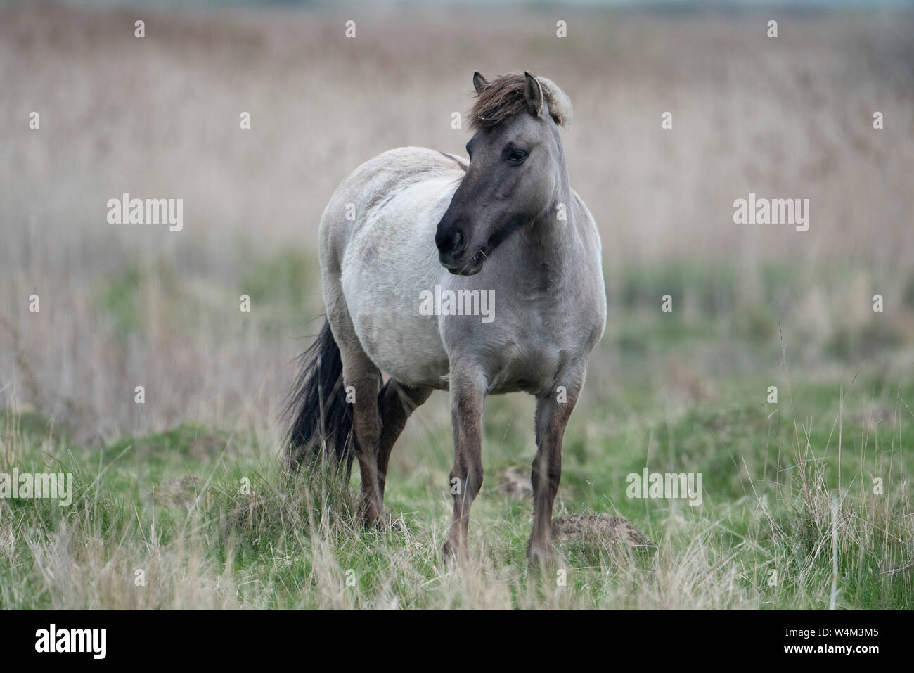 Chevaux Konik, Equus caballus, Marais d'OARE, Faversham, Kent UK Banque D'Images